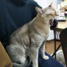 ヨウイチロウ 的头像