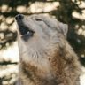 ふみ🐺GawGaw 10月ハジマザ11月AIR JAM確定(「゚Д゚)「ガウガウ 的头像