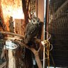あきりん🦉 profil fotoğrafı