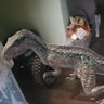 Dragonbreeder123 的头像
