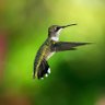 Фото профиля El Colibrí