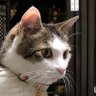 ねころん profil fotoğrafı
