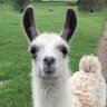 Фото профиля Llama