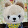 Profilbild von 🎏capuco🤗笑顔と感謝を忘れずに✨✨