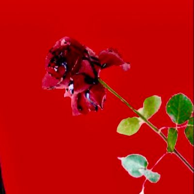 つな's profile picture