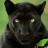 Profilbild von Bagheera