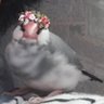 Profilbild von 刹那と文鳥Ver.2🐤