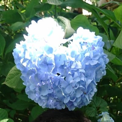 SatoshicNontan's profile picture