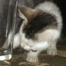 Thomasina profil fotoğrafı