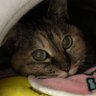 たかぴー🐈‍⬛ profil fotoğrafı
