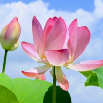Miracle Splash's profile picture