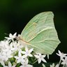 ButterflyGhost profil fotoğrafı