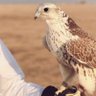 سالم المزروعي's profile picture