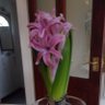 Kay Home Flower profil fotoğrafı