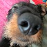 snif profil fotoğrafı