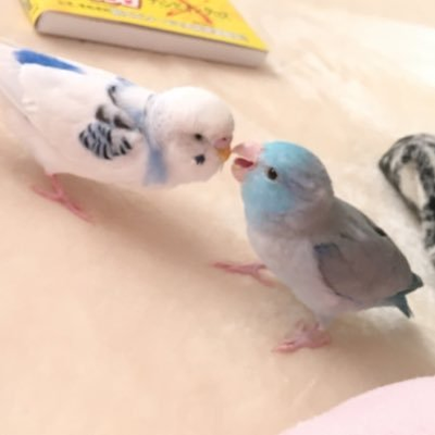 higasima's profile picture