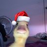 Scoop profil fotoğrafı
