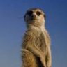 Фото профиля Meercat