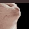 🐐 Saka profil fotoğrafı