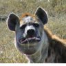 Фото профиля Hyena Mapere