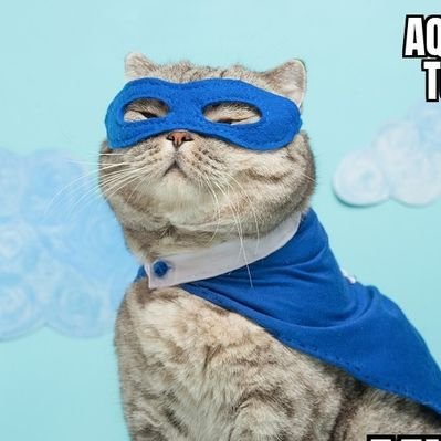 My Cats You Cats's profile picture