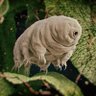 Фото профиля water bear 🐻⬇️