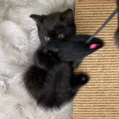 くろとらたきび's profile picture