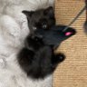 くろとらたきび profil fotoğrafı