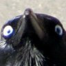 Profilbild von Birb