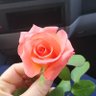 Demet Çoban profil fotoğrafı