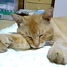がたぱしゃ 的头像