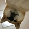 shiduo 的头像