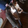 猫先生's profile picture