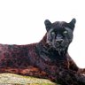 JaguaR 的头像