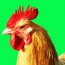 Thepollo 🐓's profile picture