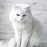 🎀RainSky🎀 profil fotoğrafı