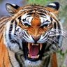 Pita Ruiz's profile picture