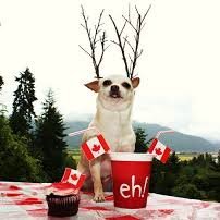 Canada has gone mad 🍎's profile picture