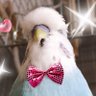 とりはこ@ようこ's profile picture