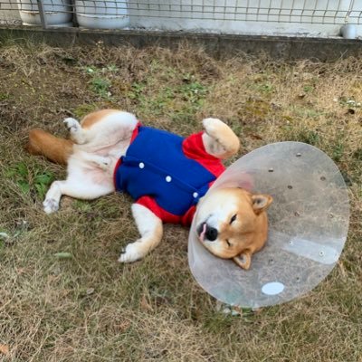 shiba48love's profile picture