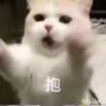 白菜白菜呀🥬's profile picture