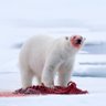 PolarLocks's profile picture