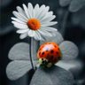 Ladybug🇺🇸 的头像