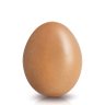 Egg profil fotoğrafı