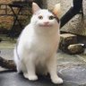 日本大好き(*'▽'*)'s profile picture
