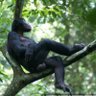The Great Bonobo profil fotoğrafı