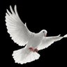 𝓑𝓾𝓵𝓮𝓷𝓽 𝓑𝓪𝓱𝓪𝓭𝓲𝓻 profil fotoğrafı