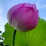 Фото профиля かどかど(火土火土)
