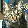 nekokiti00001 的头像