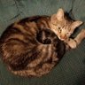 Troxie's profile picture